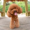 小型犬用
