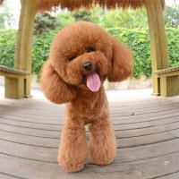 小型犬用