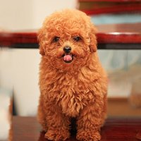 小型犬用