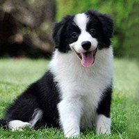 中型犬用