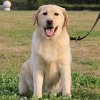大型犬用