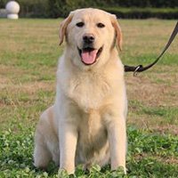 大型犬用