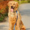 大型犬用