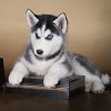 中型犬用