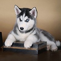 中型犬用