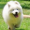 中型犬用