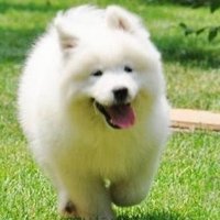 中型犬用