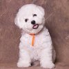 小型犬用