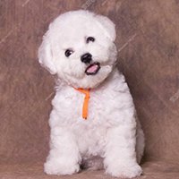 小型犬用