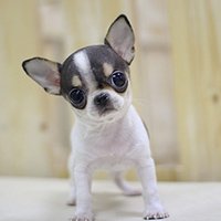 小型犬用